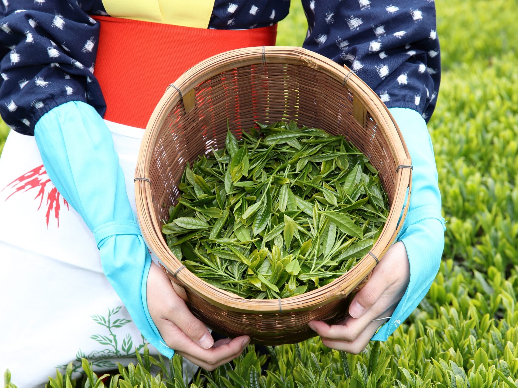 日本茶を極める資格いろいろ