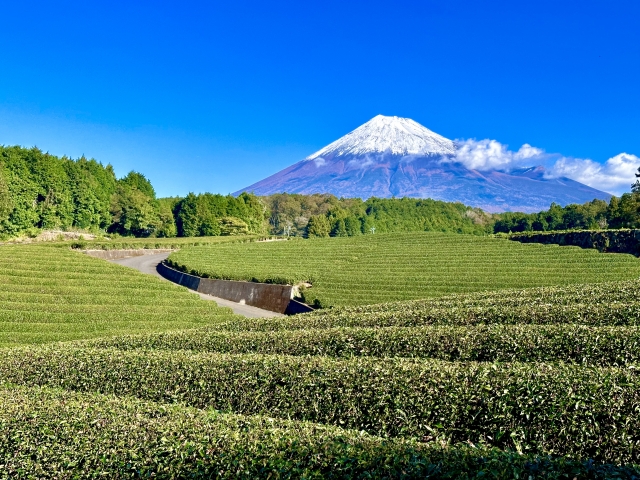 その昔、お茶の値段