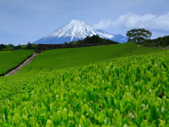 緑茶の旬は、いつですか？