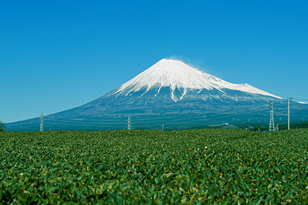 プロが教える静岡茶の魅力