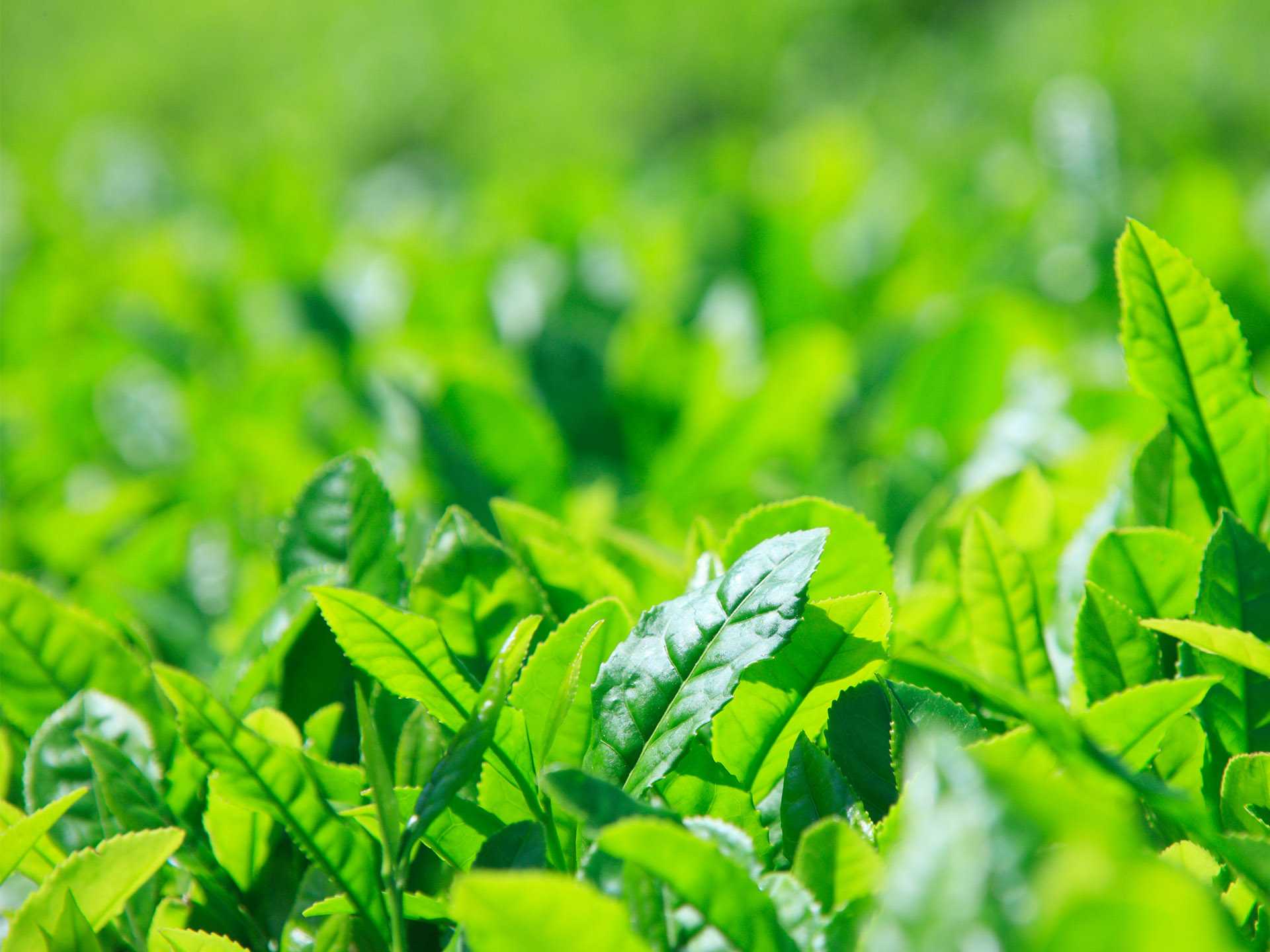 2025年の新茶シーズン到来！今年の特徴とおすすめの楽しみ方