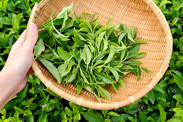 お茶屋が教える新茶の魅力