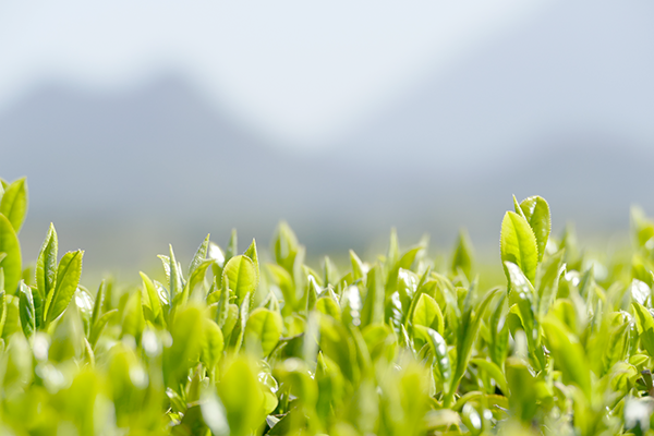 お茶の種類